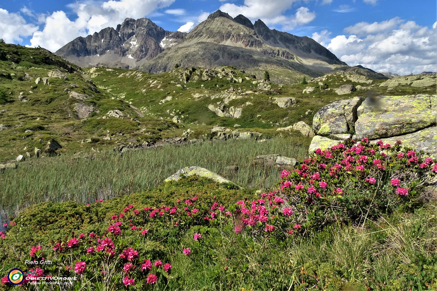 58 Reincontriamo, baciati dal sole, i rododendri rossi con vista sul Piz Julier.JPG -                                